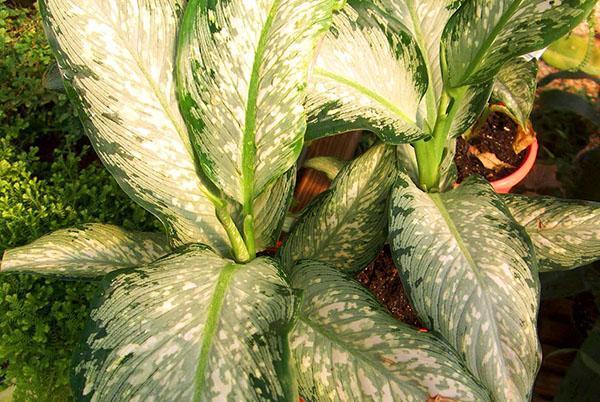 Dieffenbachia manchada de Tiki tropical