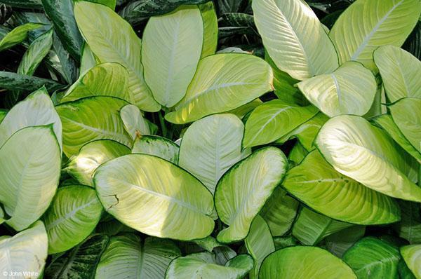 Dieffenbachia Tropic Marianne