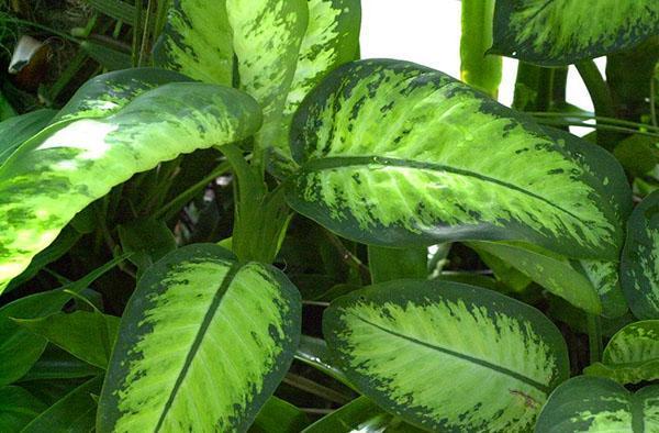 Variedades Dieffenbachia Tropic Sun