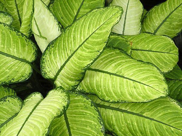 Variedades manchadas de Dieffenbachia Rudolph Roehrs