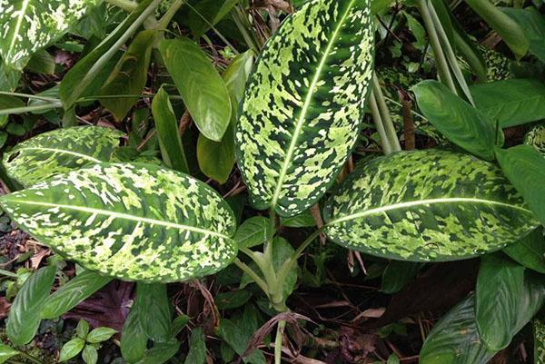 Dieffenbachia en la naturaleza