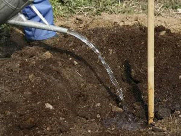 planter des prunes