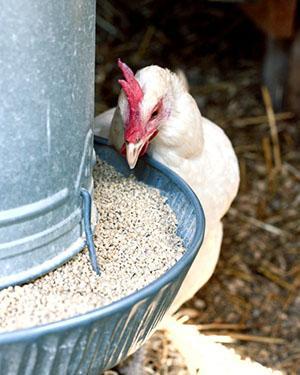 Para el desarrollo exitoso de los animales jóvenes, se necesita alimento fortificado.