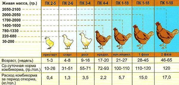 Taux de consommation d'aliments composés pour des pondeuses d'âges différents