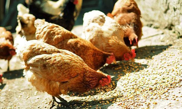 Nourrir les poulets dans la cour