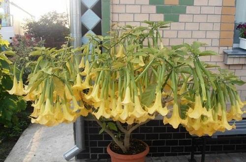 brugmansia en fleurs