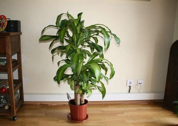 Dracaena Fragante en el interior