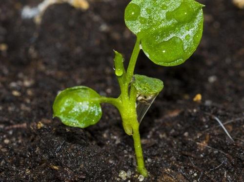 semis de philodendron