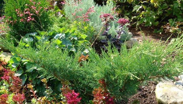 Genévrier cosaque dans un parterre de fleurs