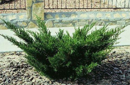 enebro cosaco Arcadia