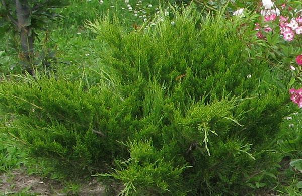 enebro cosaco rocalla gema