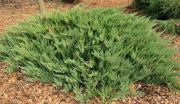 cultivar de enebro Tamarischifolia