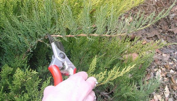 formation de buisson de genévrier