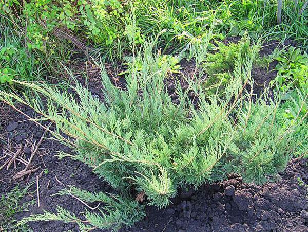 enebro cosaco Glauca