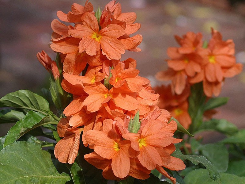 exuberante flor de crossandra