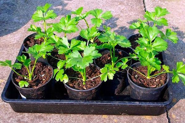 il est temps de planter dans le jardin