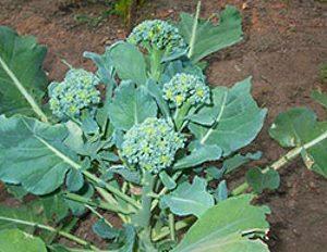 brocoli asperges sur la photo