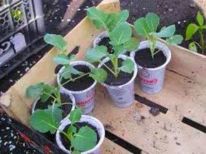 en la foto plántulas cultivadas de repollo brócoli