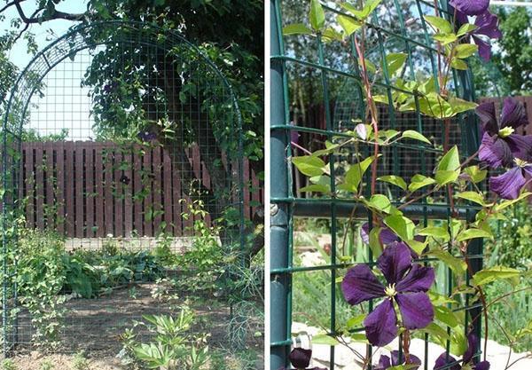 un lugar para clemátide en el jardín