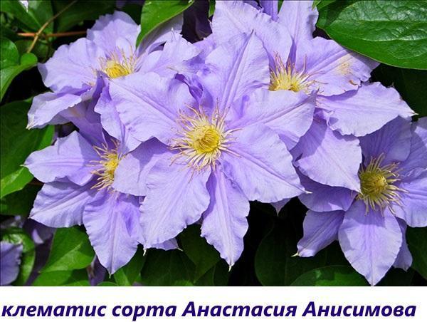 clématite Anastasia Anisimova