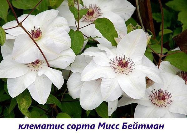 Clematis señorita Bateman