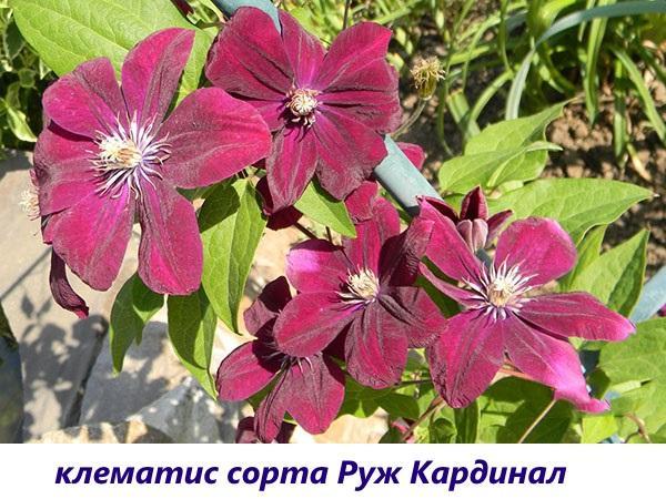 Cardenal Clematis Rouge