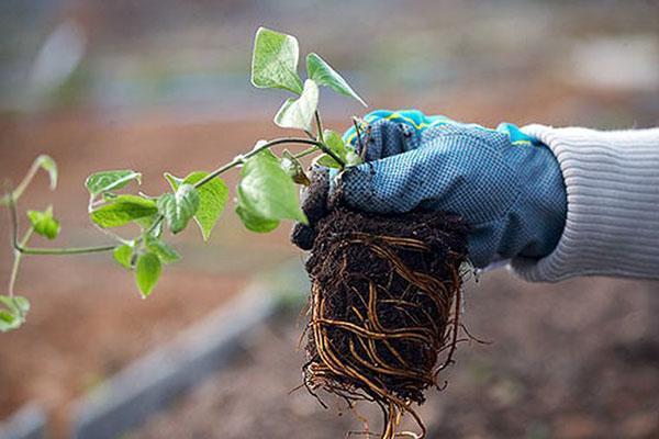 plántula para plantar en campo abierto