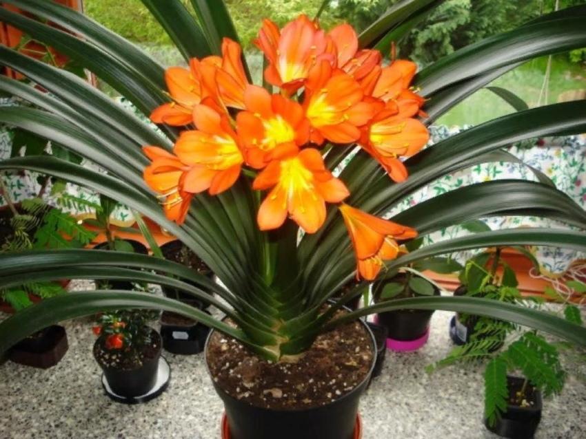 clivia