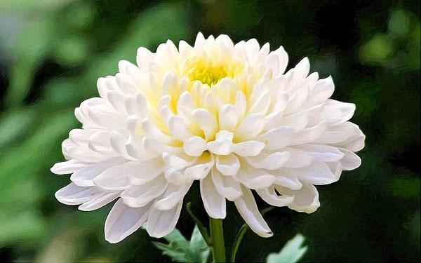 chrysanthème à grandes fleurs