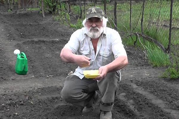 planter du maïs dans le pays