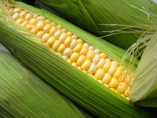 récolte de maïs dans le pays