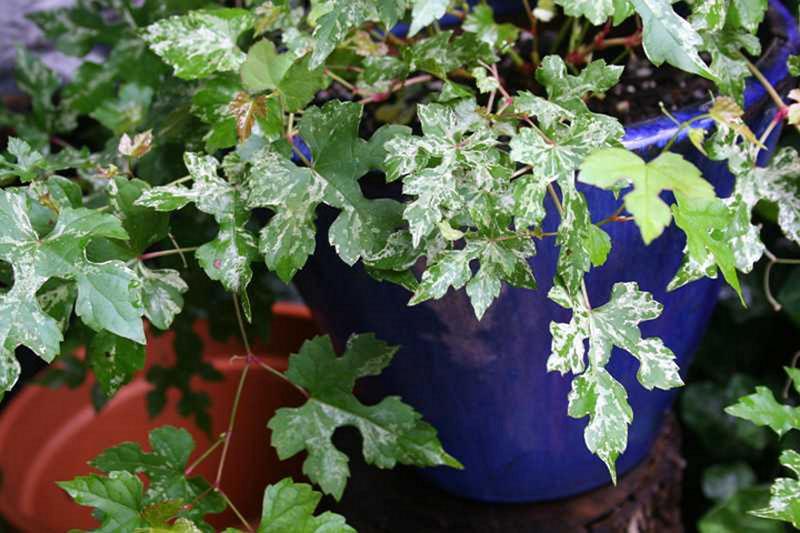 faire pousser des vignes en pot