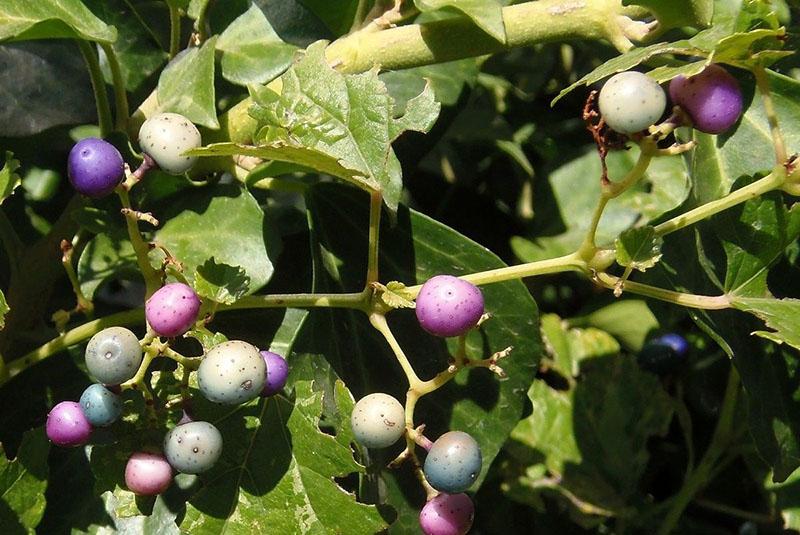 famille de raisin du genre ampelopsis
