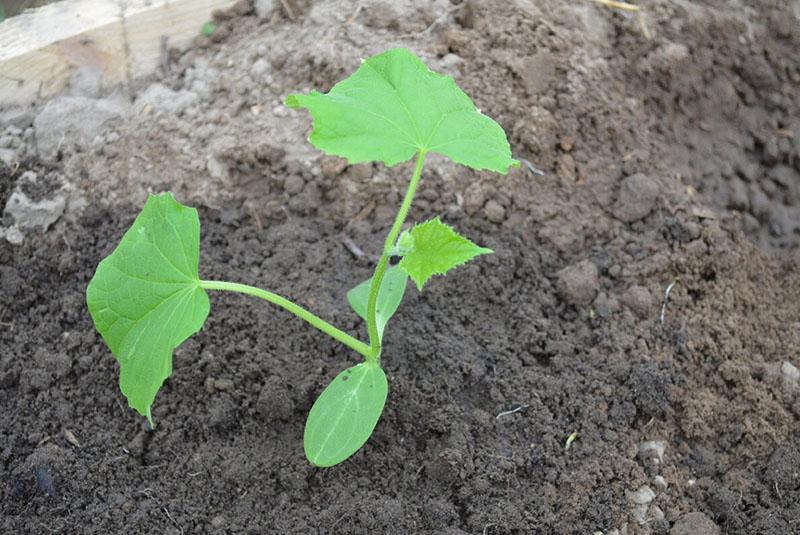 brotes de pepino