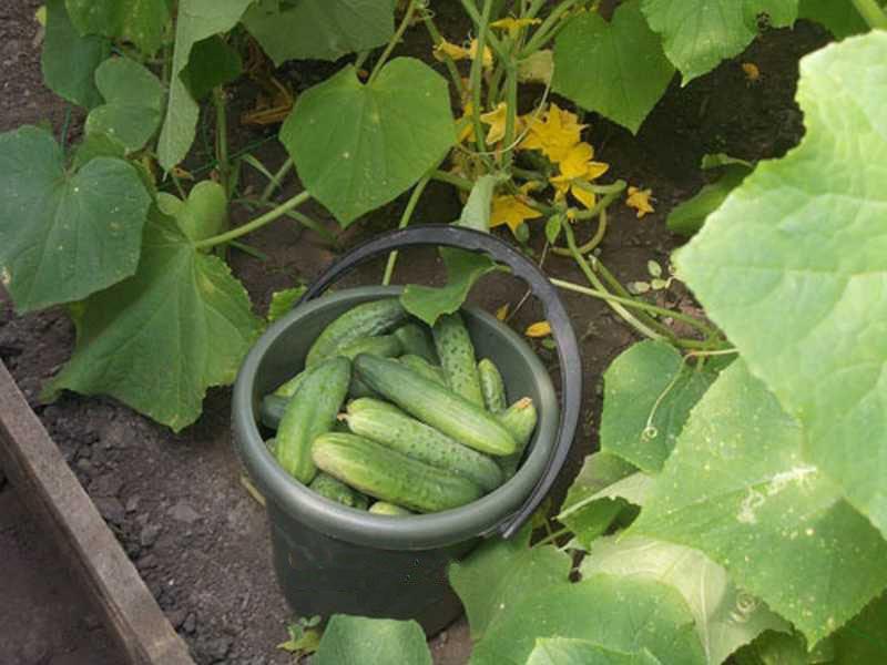 Cultivo de pepinos Zozulya f1 en campo abierto.