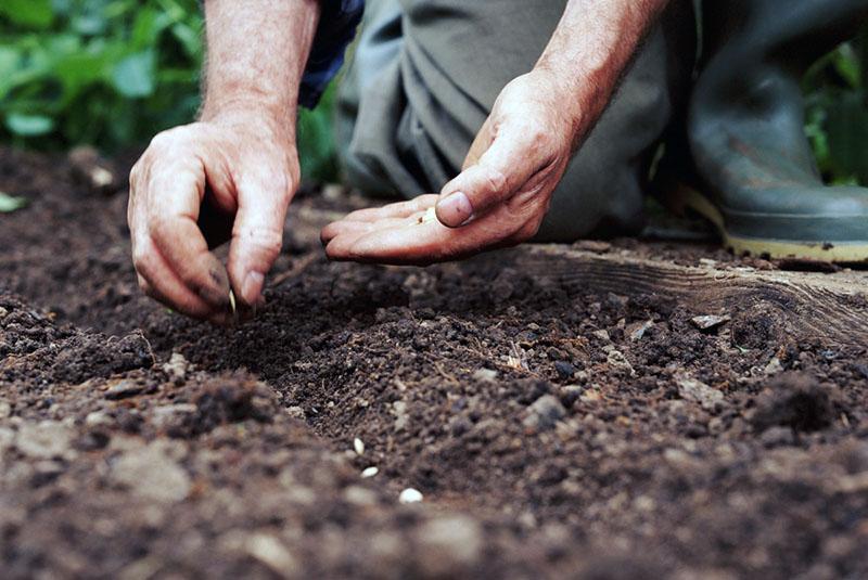planter des graines en pleine terre