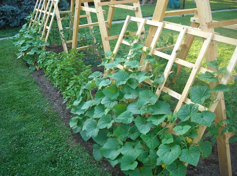 cuidado de pepino al aire libre