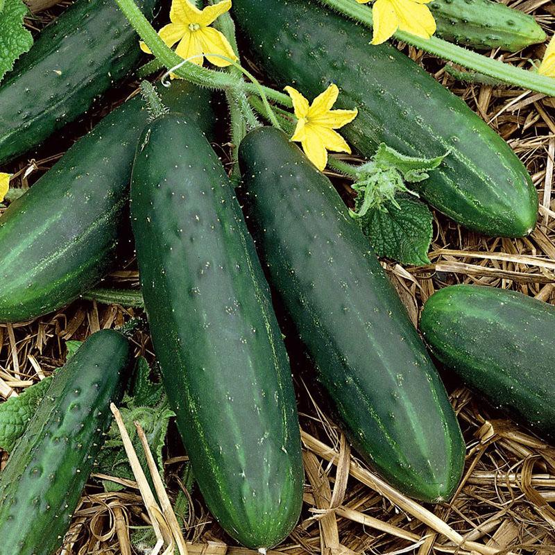 pepinos para cultivar en invernadero o en campo abierto