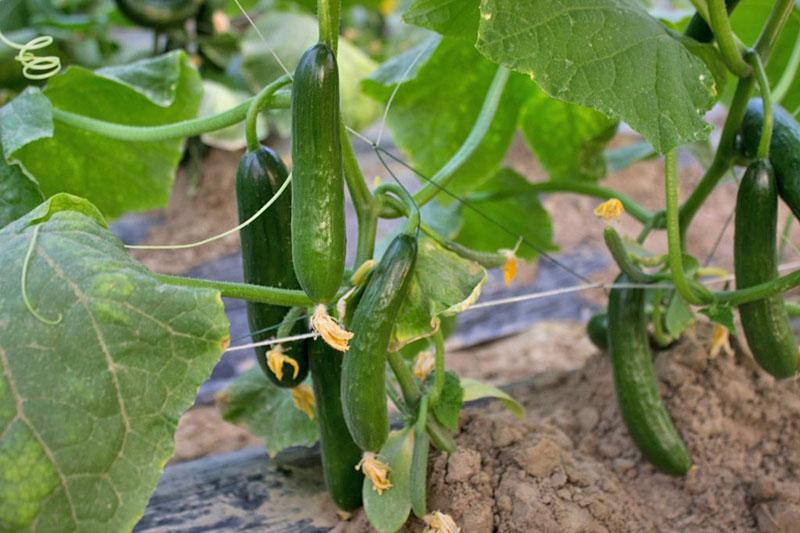 variétés fructifères de zozulya