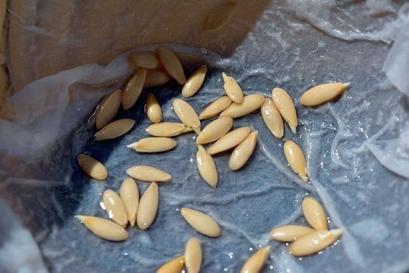 preparación de semillas de pepino
