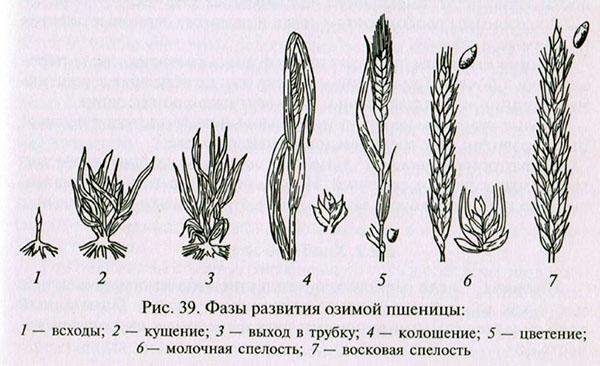 fases de desarrollo del trigo de invierno