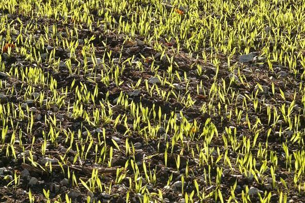 renovación primaveral de la vegetación de trigo de invierno