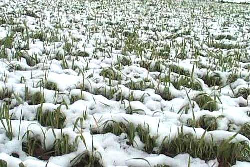 sembrando trigo de invierno bajo la nieve