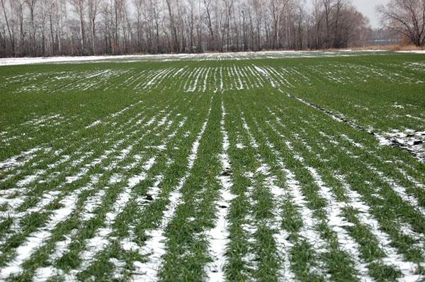 champ de blé d'hiver en hiver