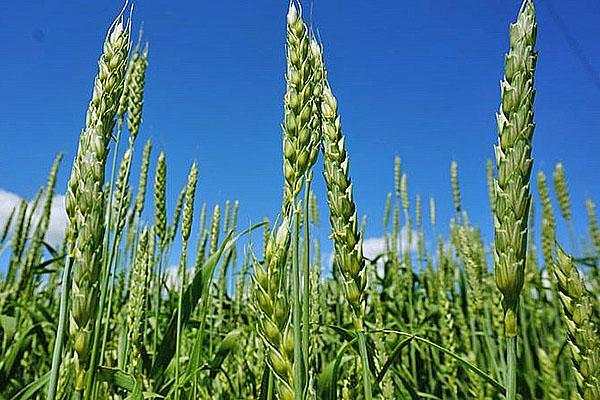 blé après traitement contre les maladies et les ravageurs
