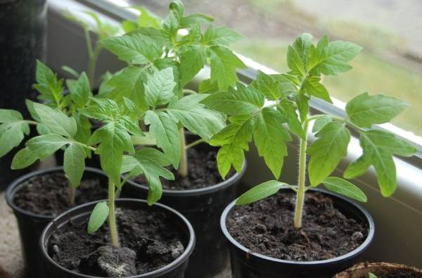 semis de tomates