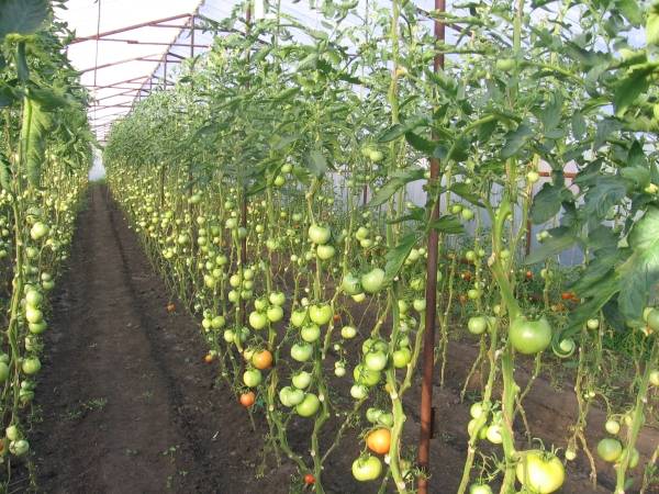 tomates en serre