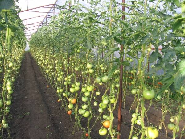 tomates en invernadero