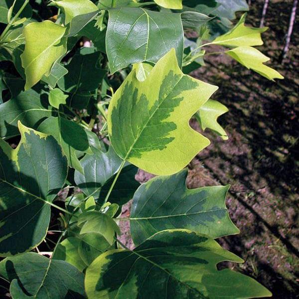 liriodendron con follaje abigarrado