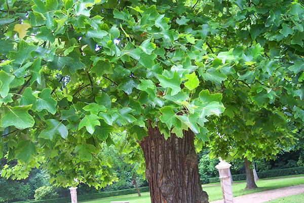 árbol de tulipán en el área del parque